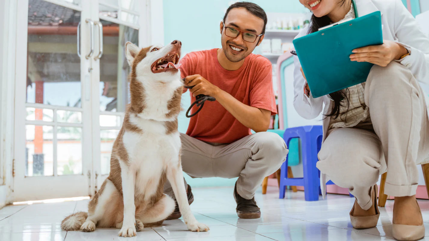 Why Beef Liver is Great for Your Dog’s Health?