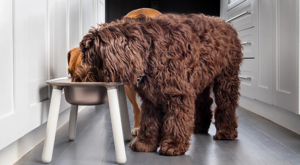 Freeze-Dried Raw Dog Food: The Most Healthiest Way to Feed Your Pet