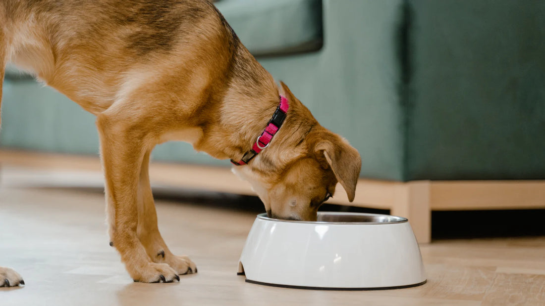 Freeze-Dried Dog Food 101: What It Is and Why Dogs Love It