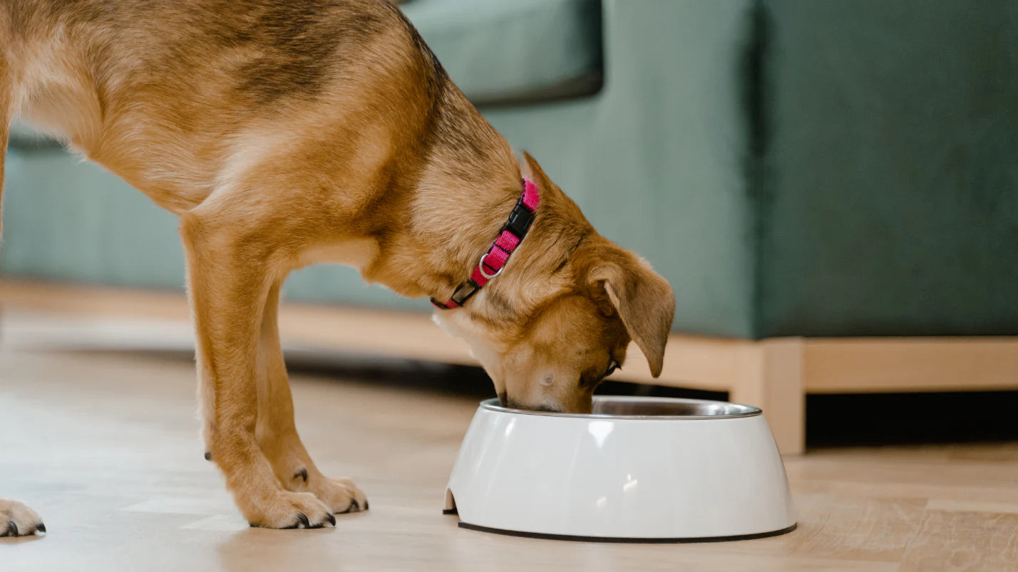 Freeze-Dried Dog Food 101: What It Is and Why Dogs Love It