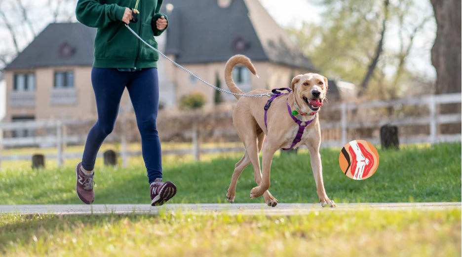 Joint Supplements for Dogs: Arthritis Relief & Care