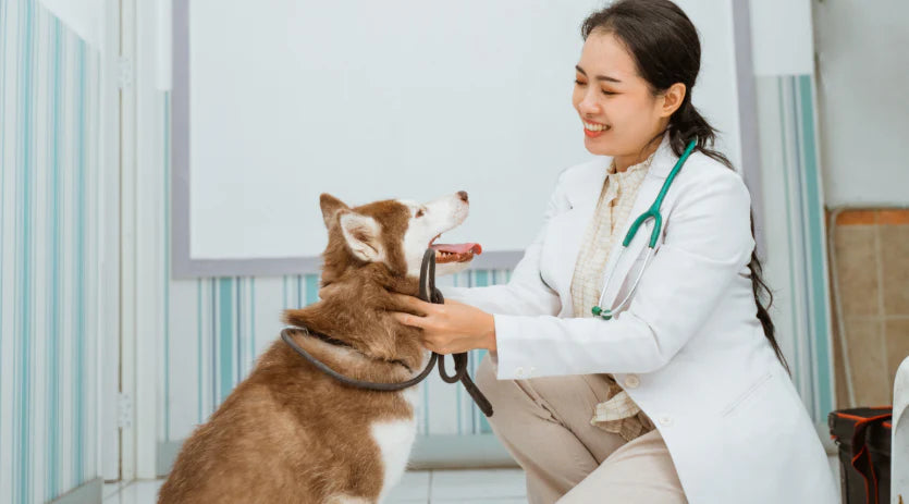 Joint Health for Dogs: How to Choose the Best Supplement