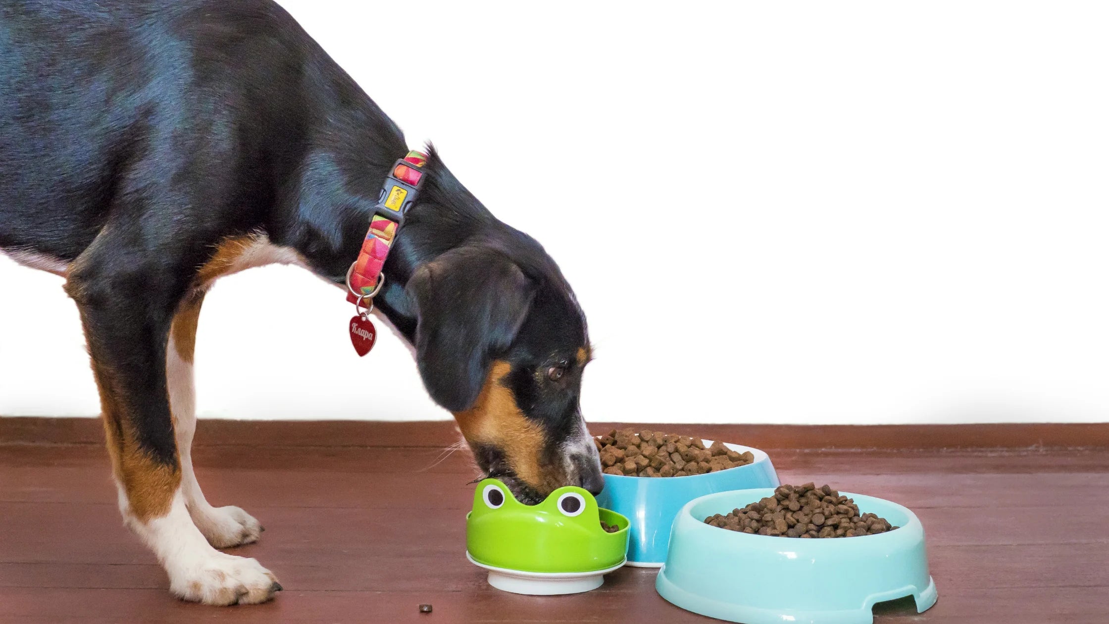 How to Choose Dog Food: A Simple Guide for Smarter Pet Parents