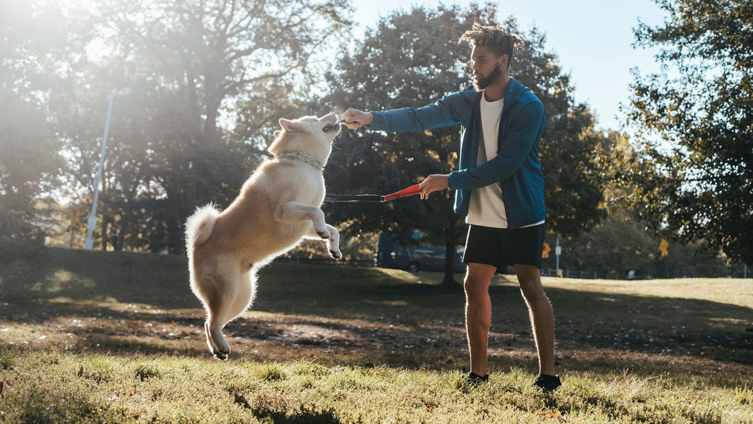 Dog Health 101: Why Daily Exercise Is Essential for Every Dog