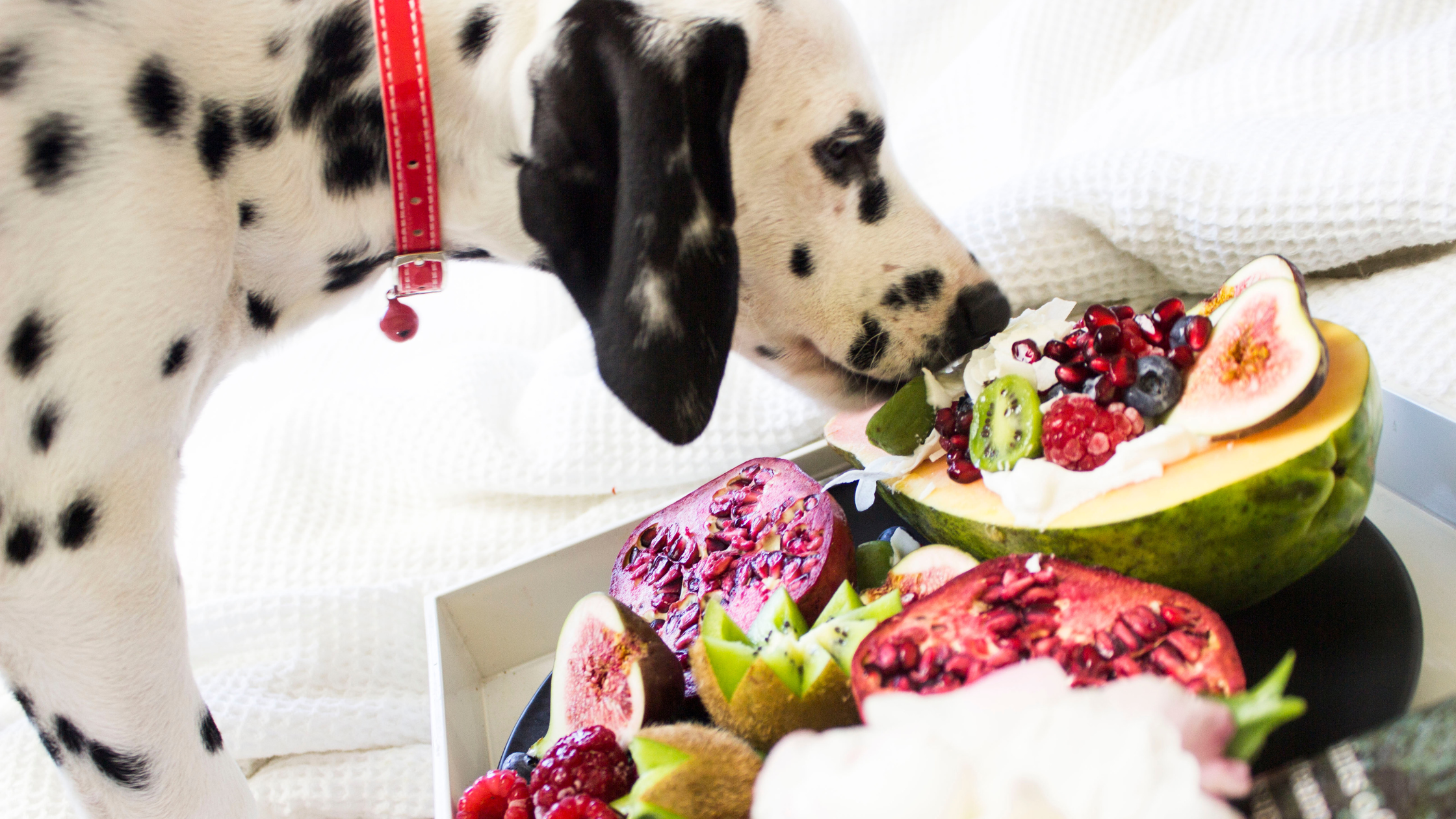 What Are the Best Vitamins for Dogs? A Complete Guide