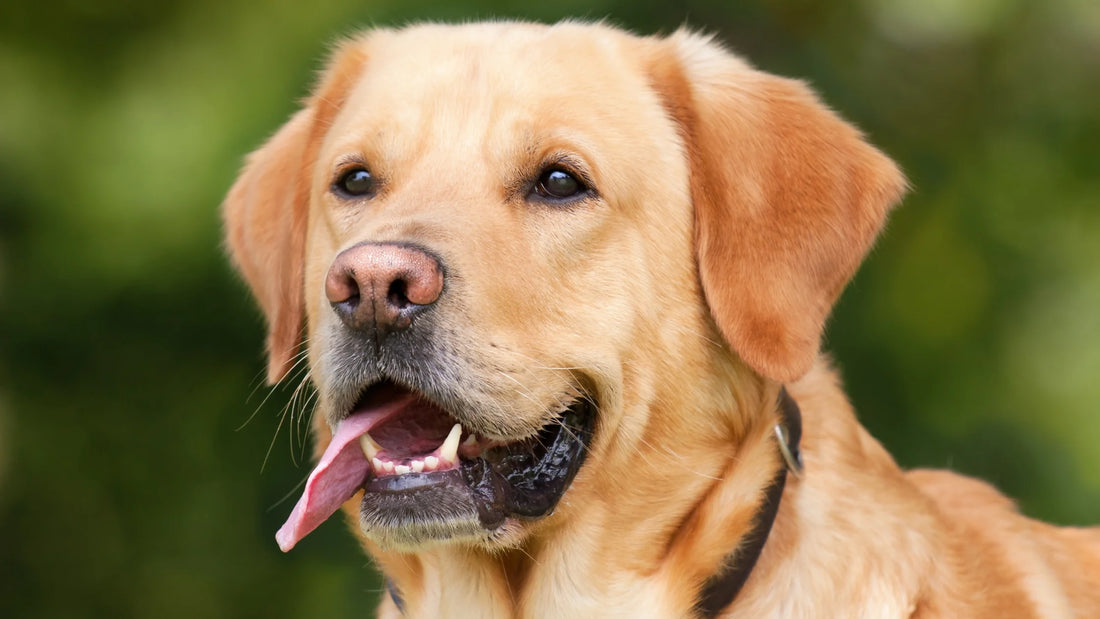 Top 15 Signs Your Dog Needs Probiotics Chews