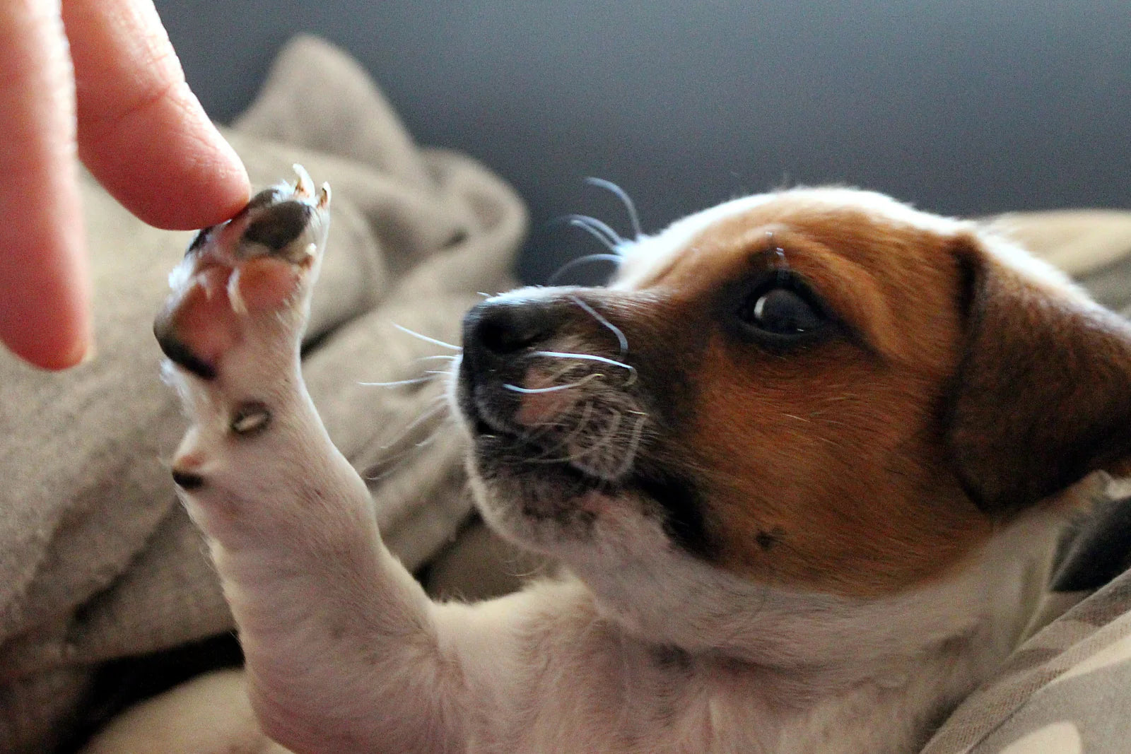 What Age Should You Give Dogs Joint Supplements?