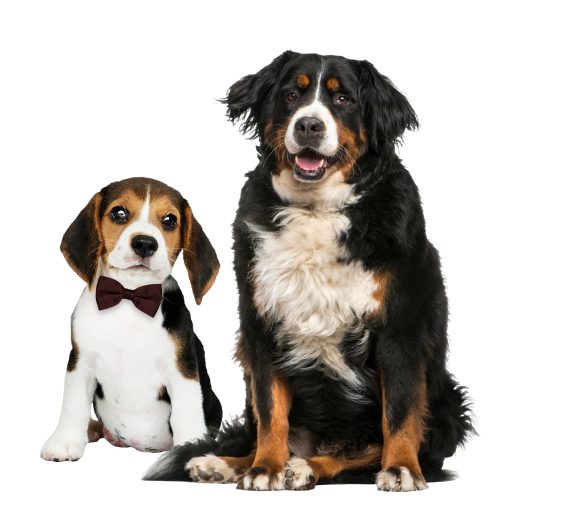 Big & Small Dogs Fidelispet