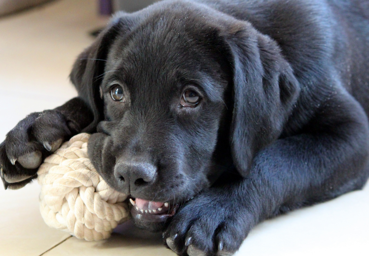 Dogs Chew Collagen