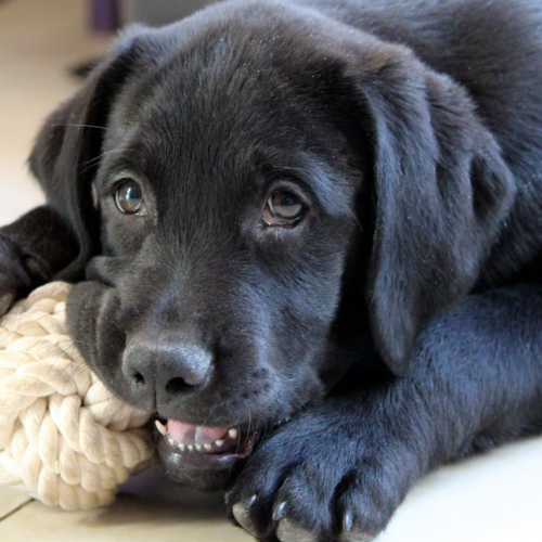 Should Dogs Chew Collagen? What You Need to Know
