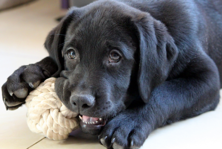 Dogs Chew Collagen