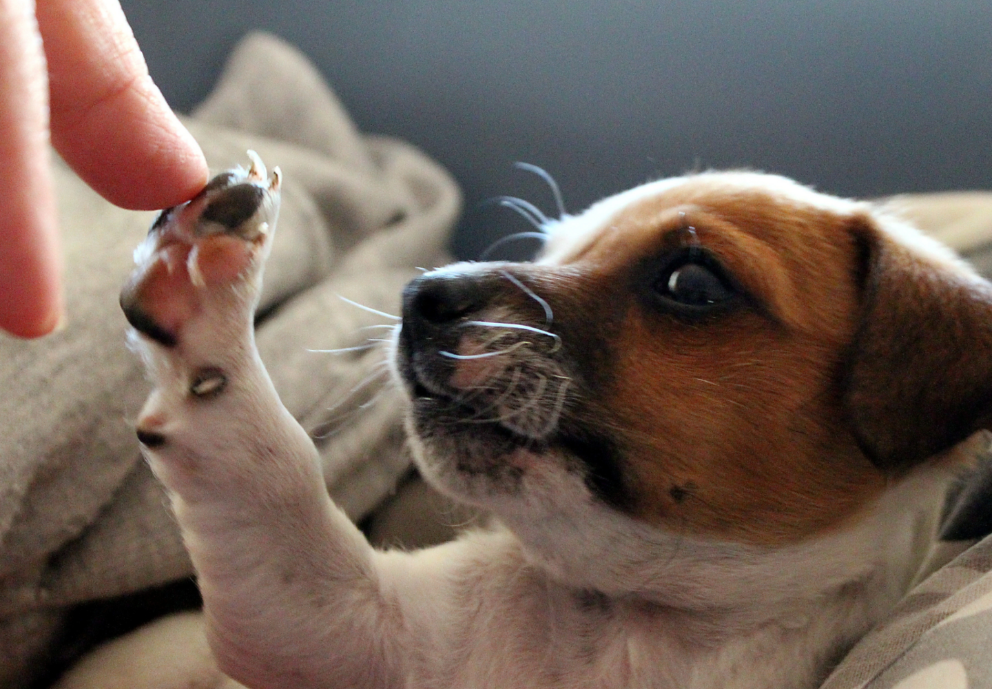 What Age Should You Give Dogs Joint Supplements
