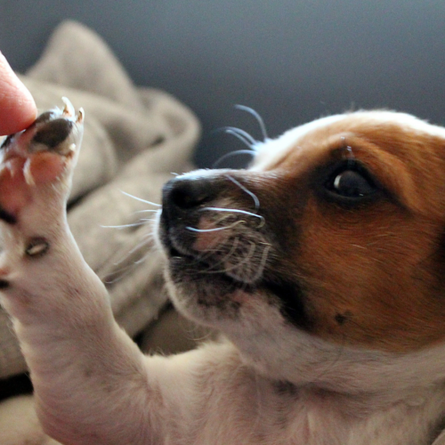 What Age Should You Give Dogs Joint Supplements?