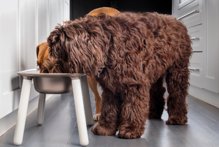 Freeze Dried Raw Dog Food