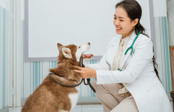 Joint Health For Dogs