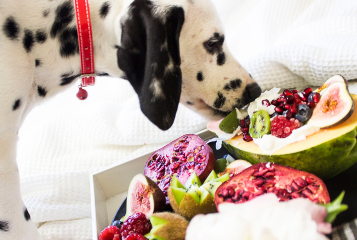 Best Vitamins for Dogs