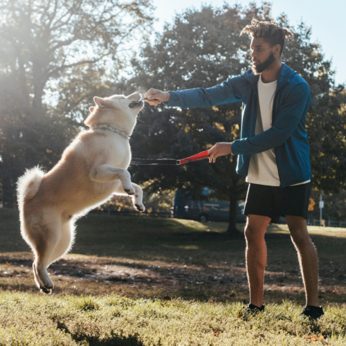 Dog Health 101: Why Daily Exercise Is Essential for Every Dog