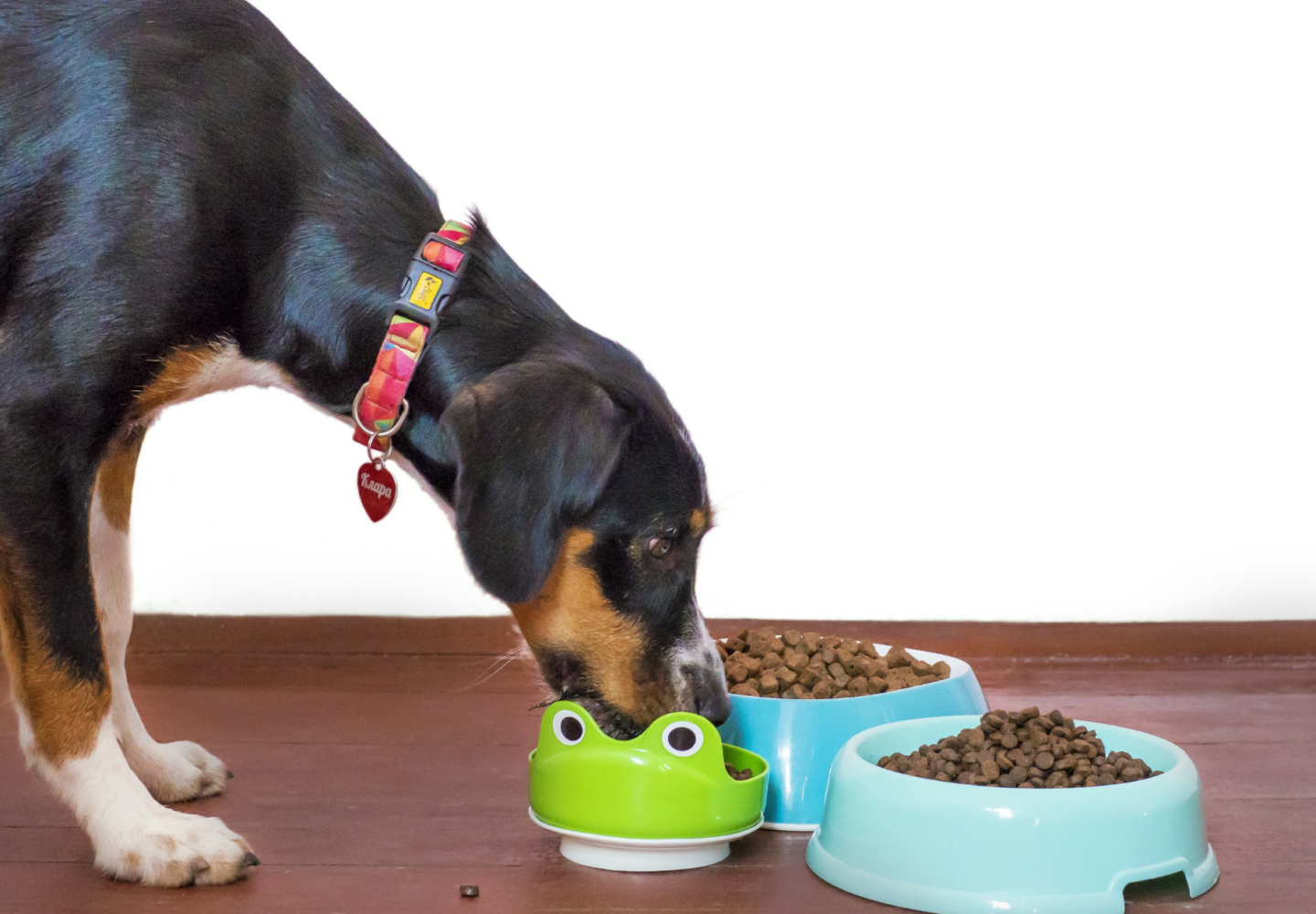 How to Choose Dog Food