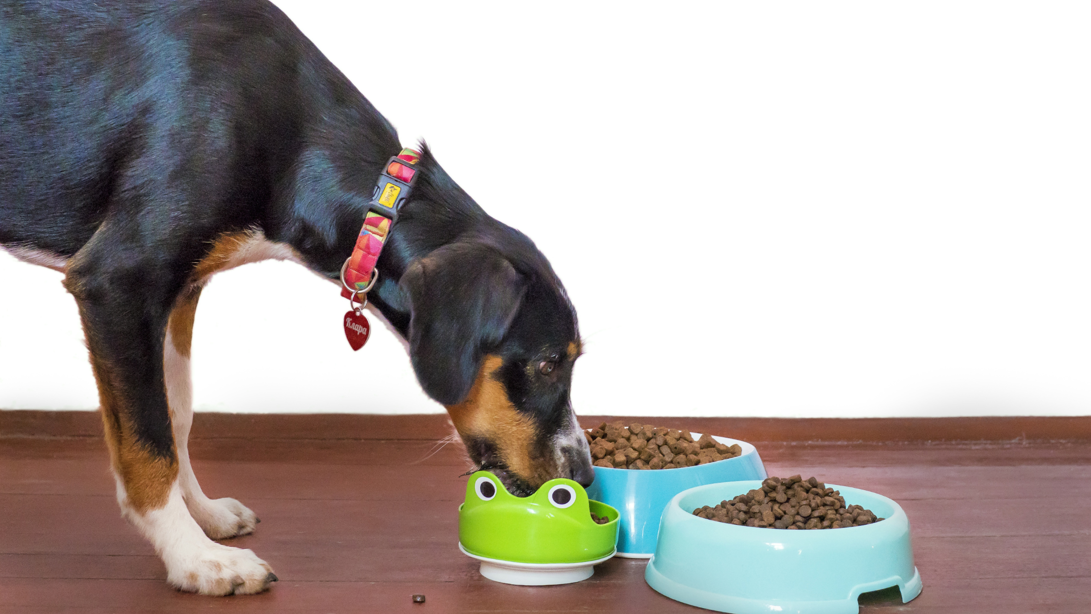 How to Choose Dog Food