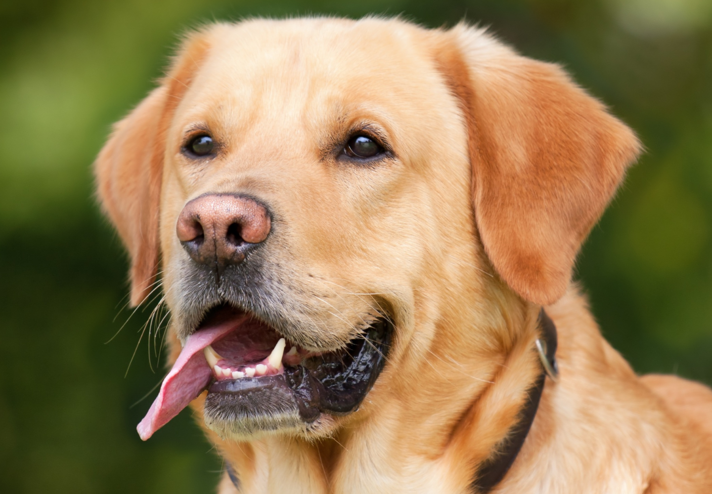 Probiotic Chews For Dogs